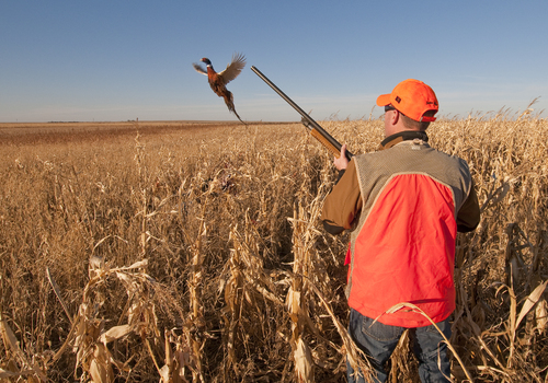 Pheasant_Hunting_South_Dakota_Department_of_Tourism.jpg
